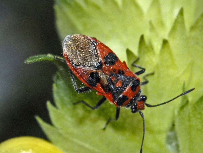 Lygaeidae?    No,  Rhopalidae: Corizus hyoscyami